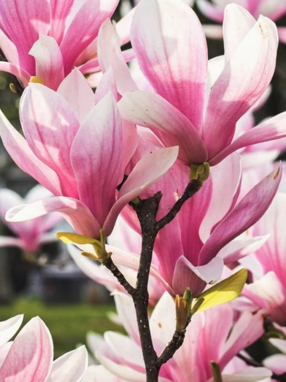 plante ornamentale 379