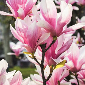 plante ornamentale 379