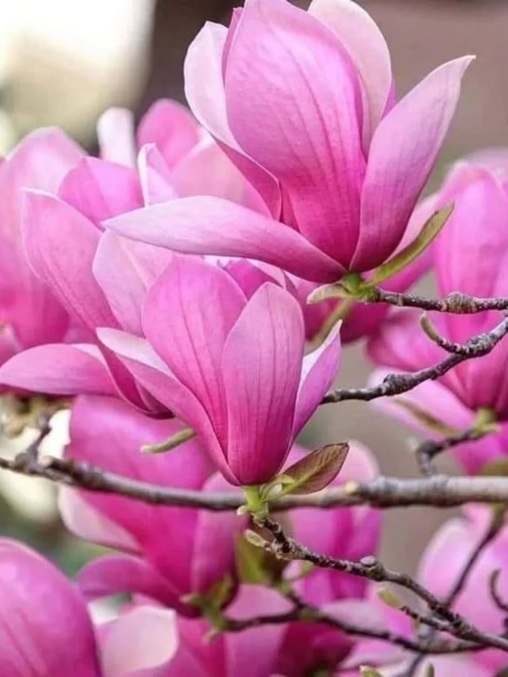 plante ornamentale 380