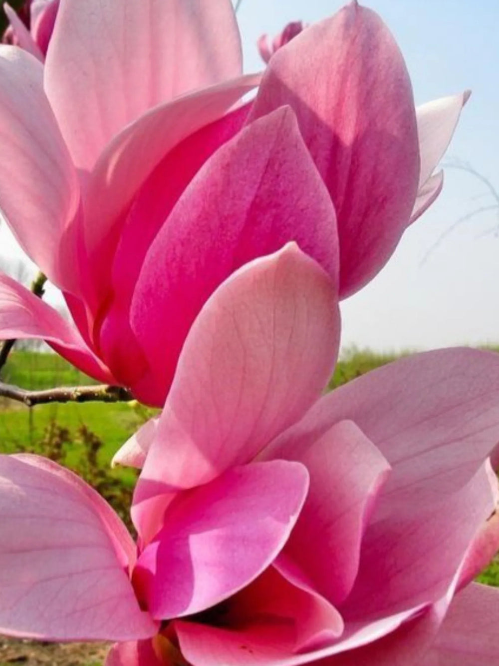 plante ornamentale 381