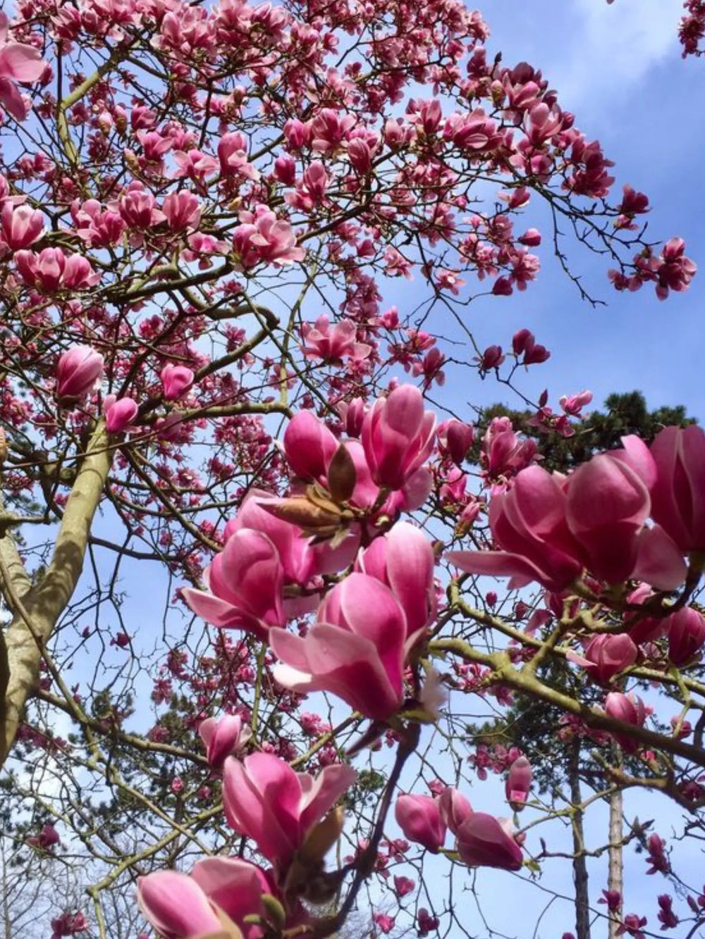 plante ornamentale 382