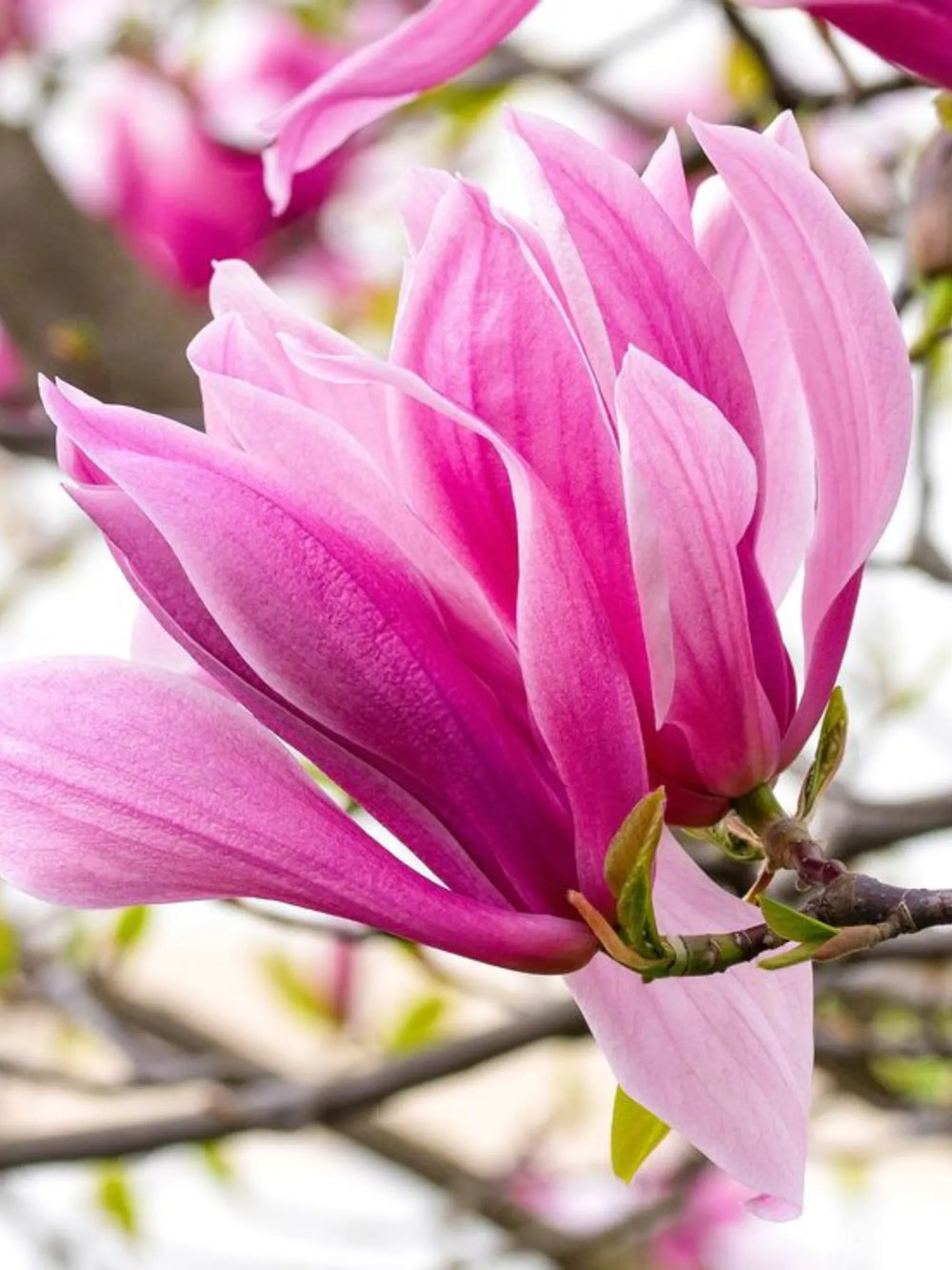 plante ornamentale 383