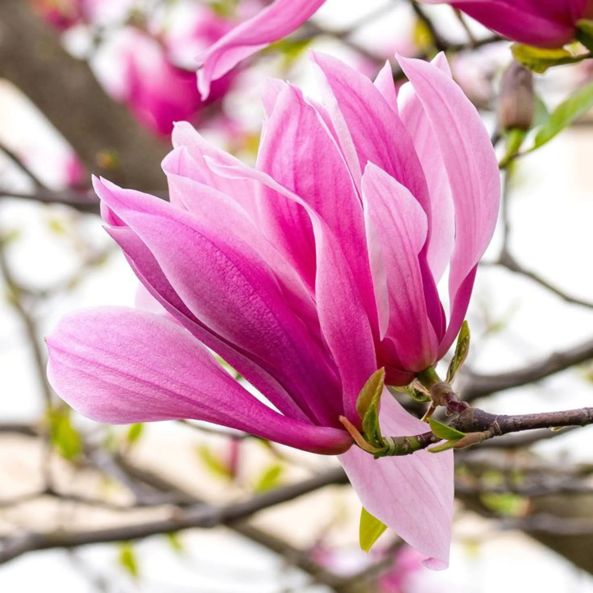 plante ornamentale 383