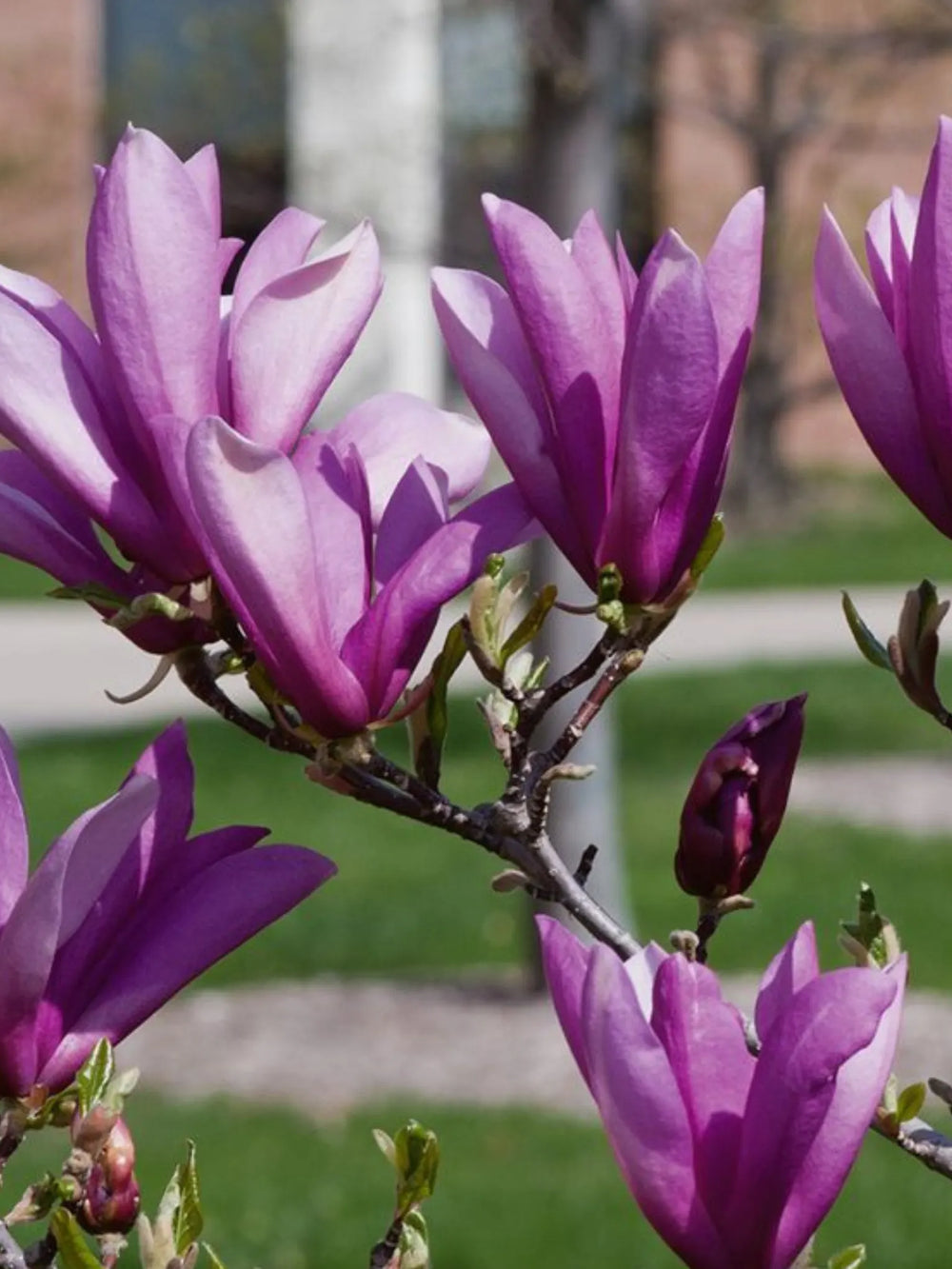 plante ornamentale 384