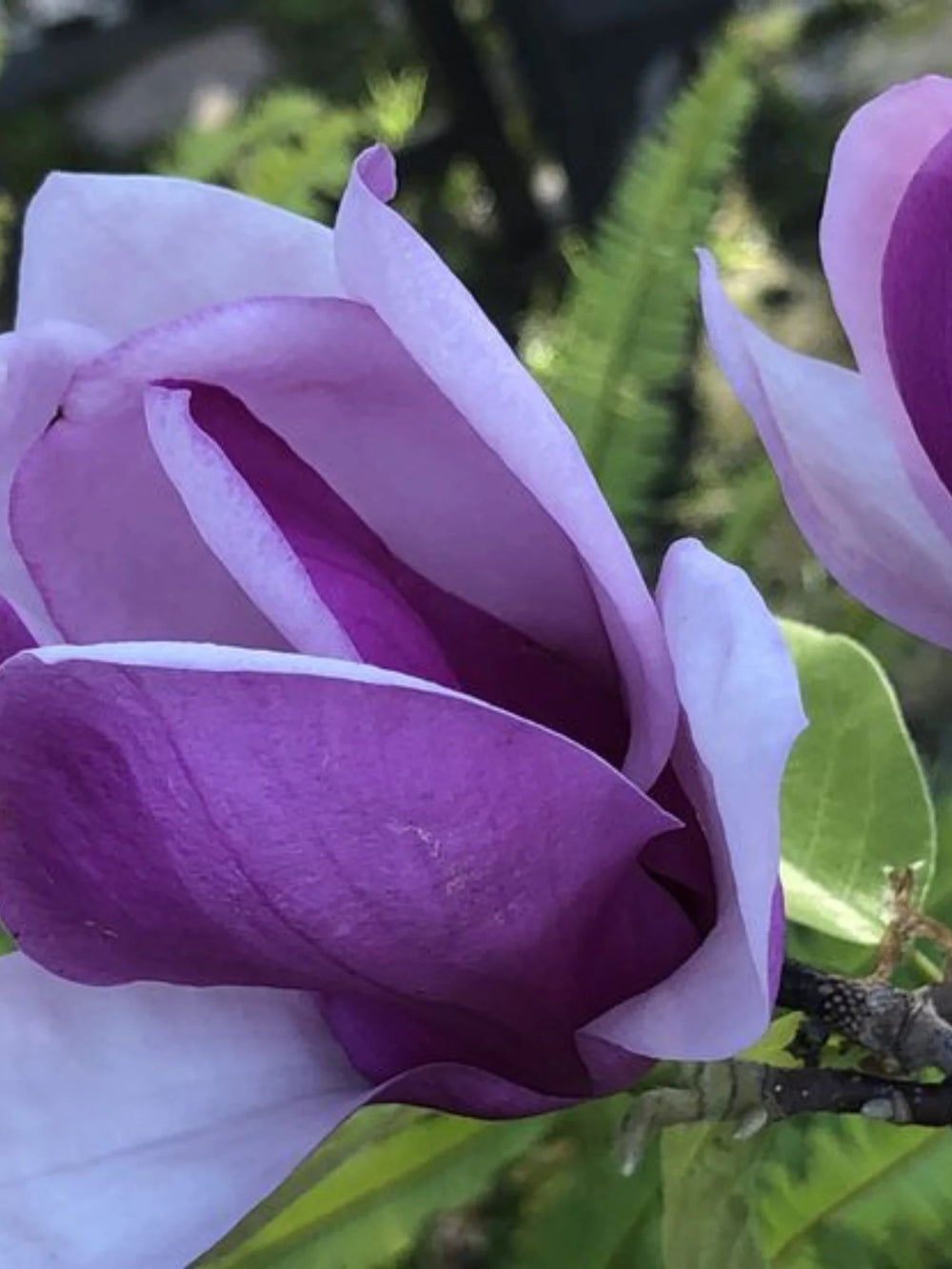 plante ornamentale 386