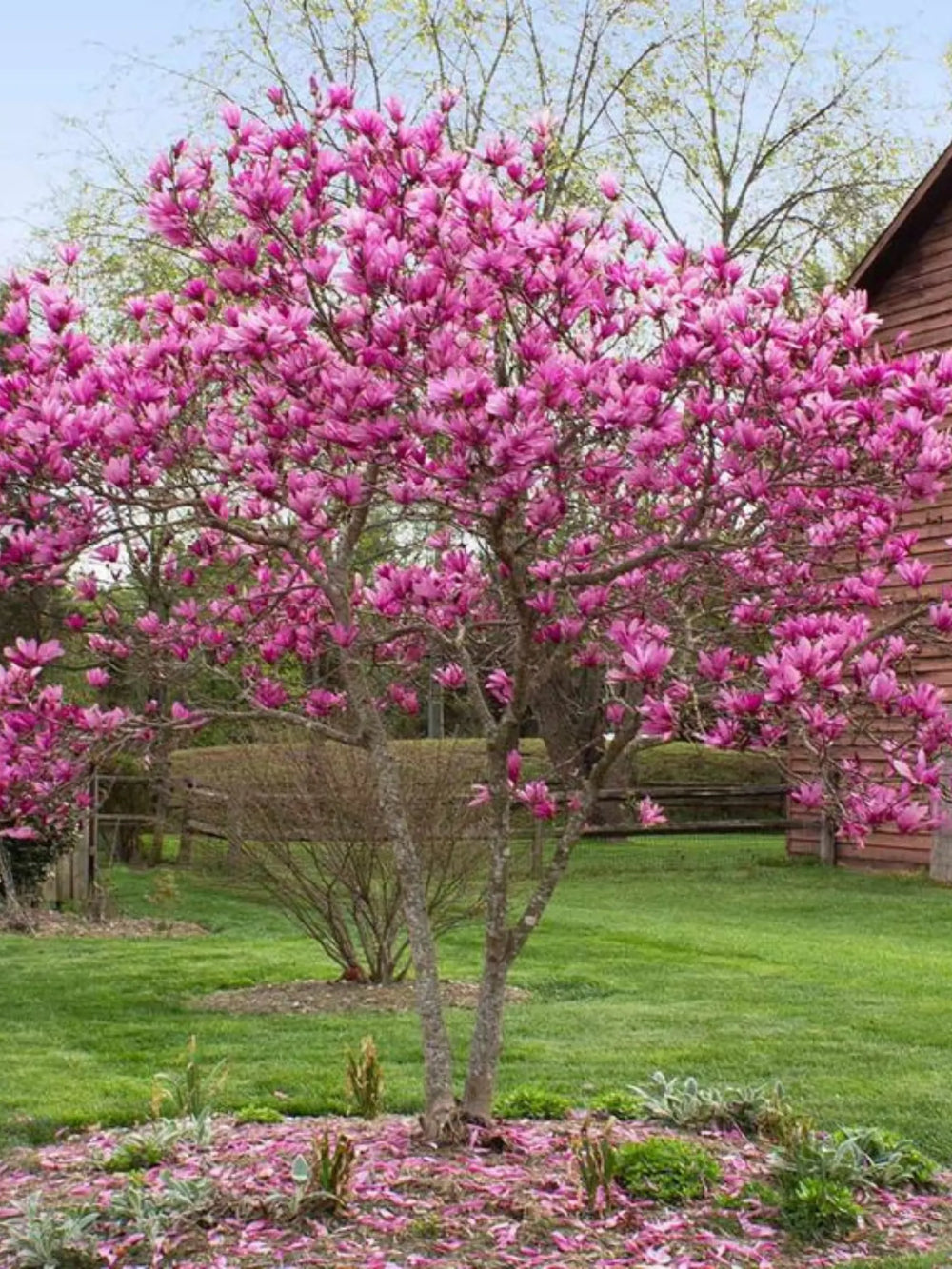 plante ornamentale 387