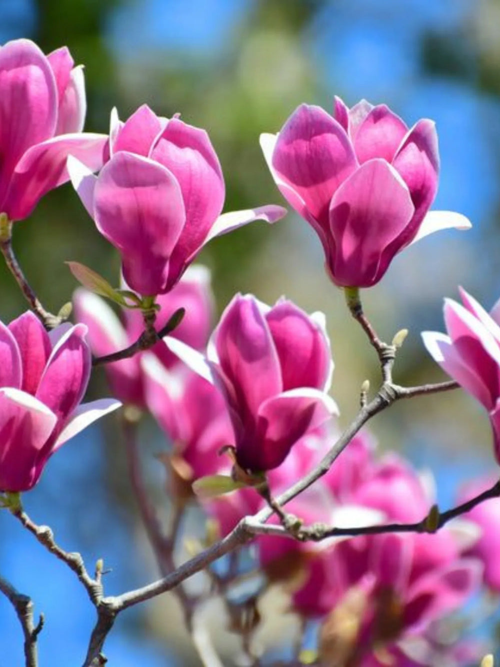 plante ornamentale 388