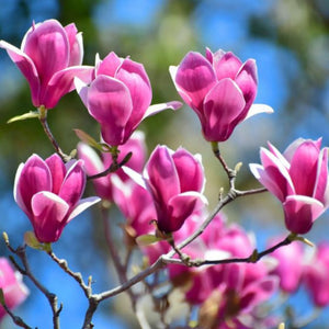 plante ornamentale 388