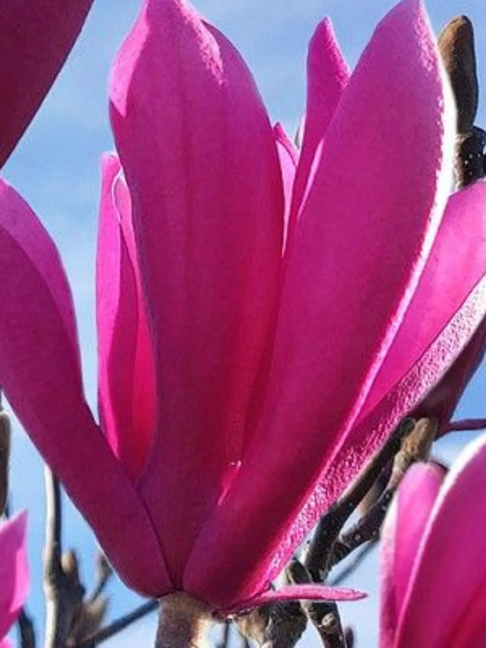 plante ornamentale 389