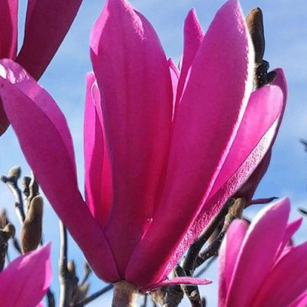 plante ornamentale 389