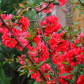 plante ornamentale 390