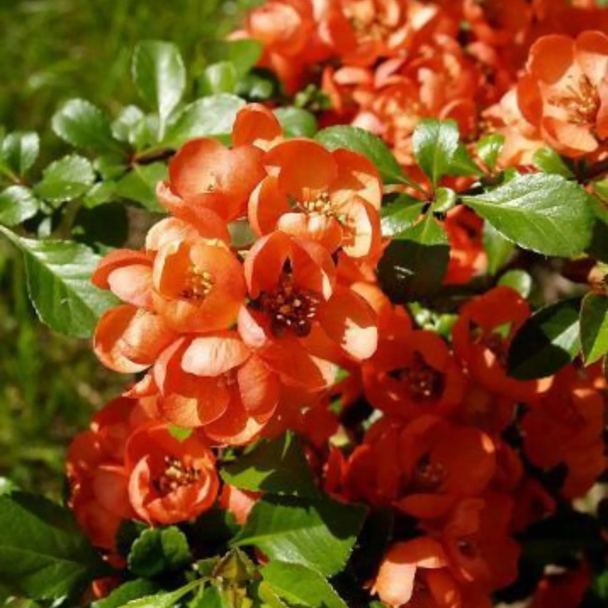 plante ornamentale 393