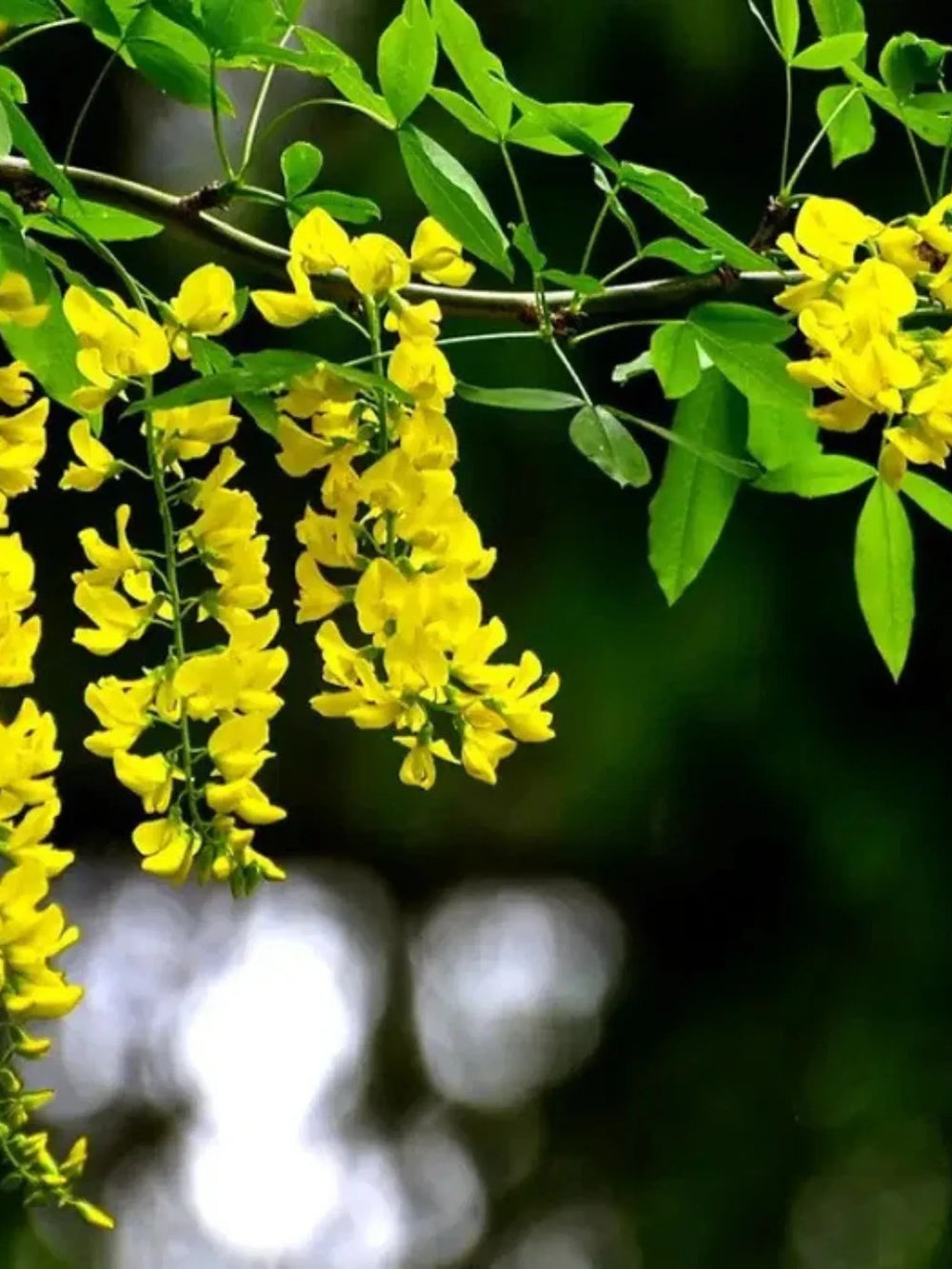 plante ornamentale 394