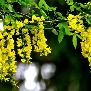 plante ornamentale 394