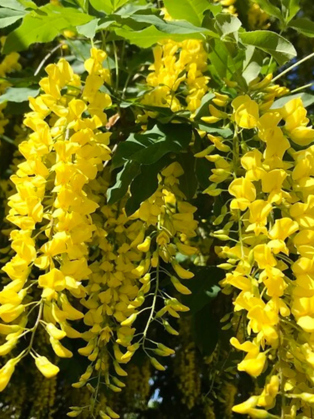 plante ornamentale 395