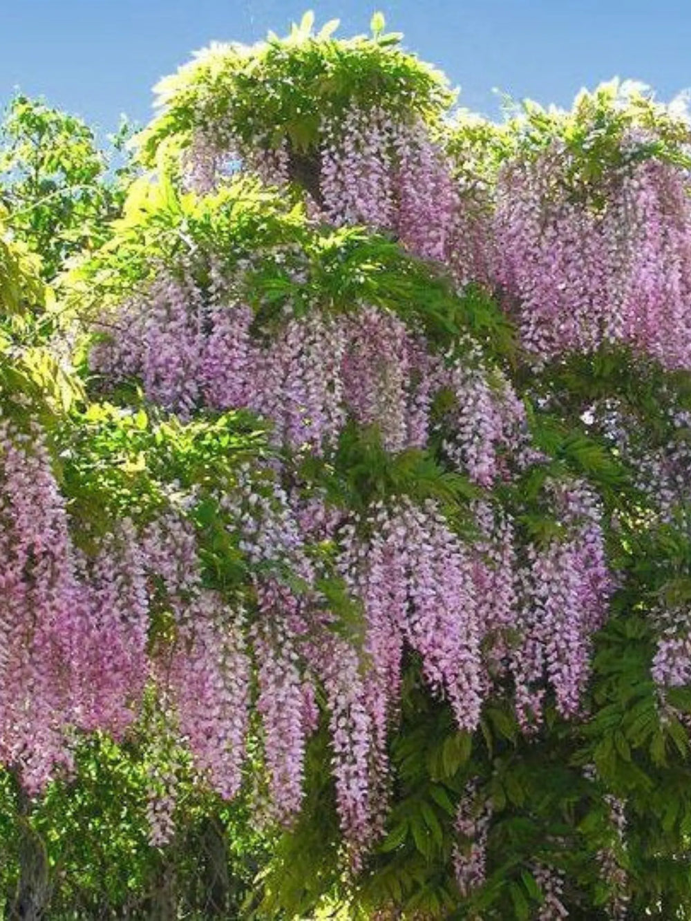 plante ornamentale 396