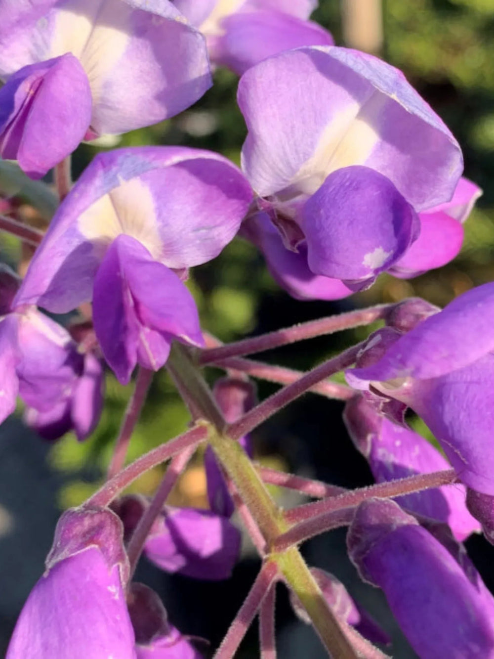 plante ornamentale 397