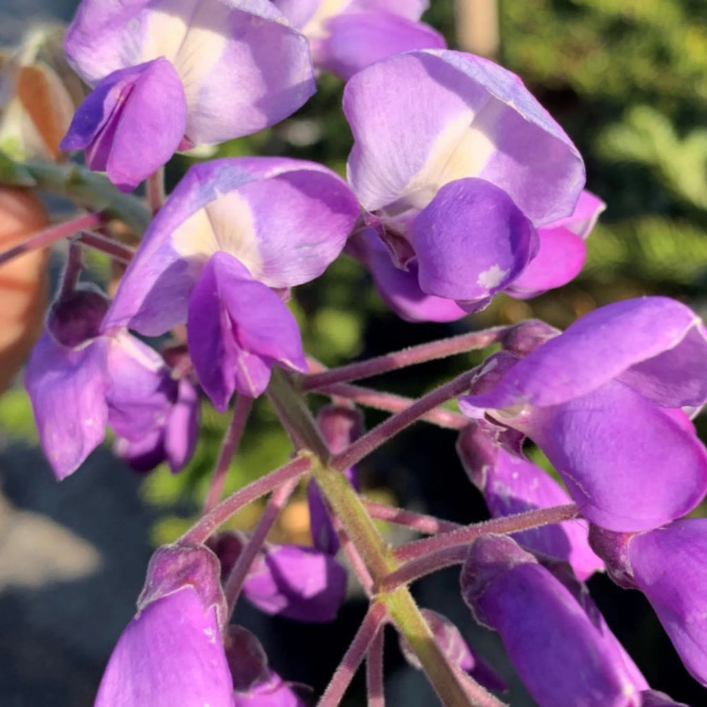 plante ornamentale 397