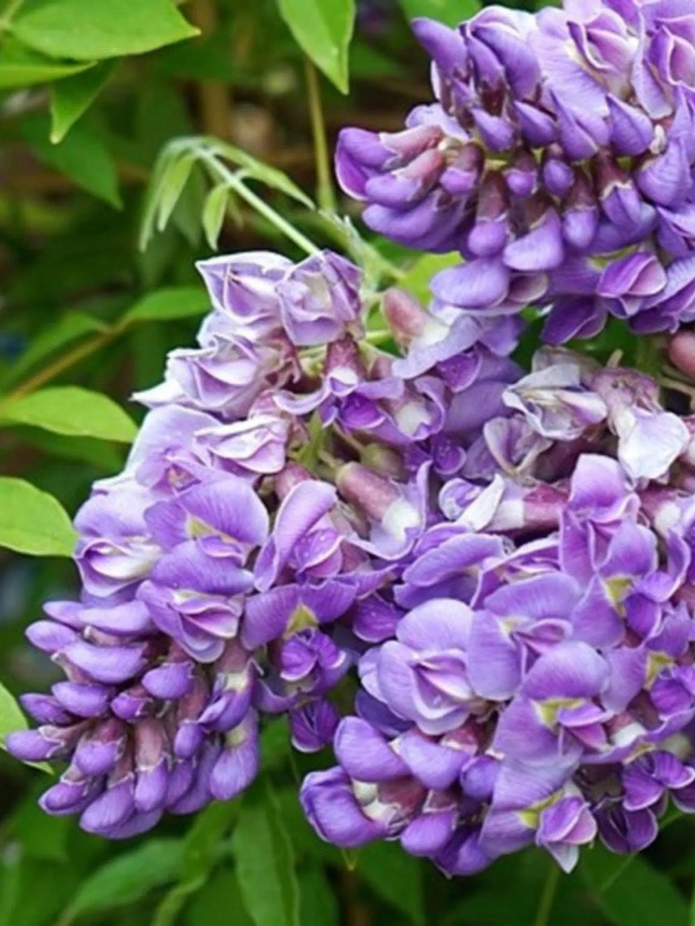 plante ornamentale 398