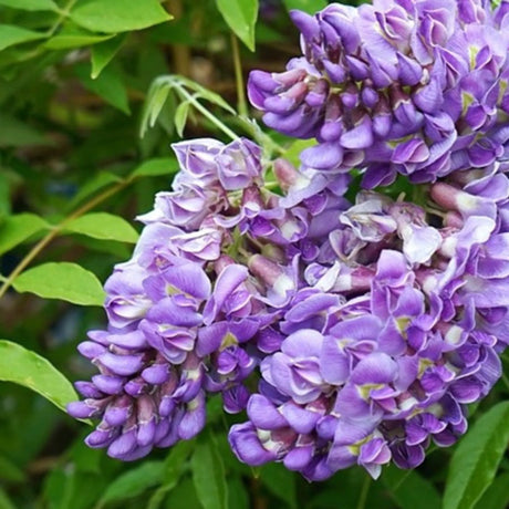 plante ornamentale 398