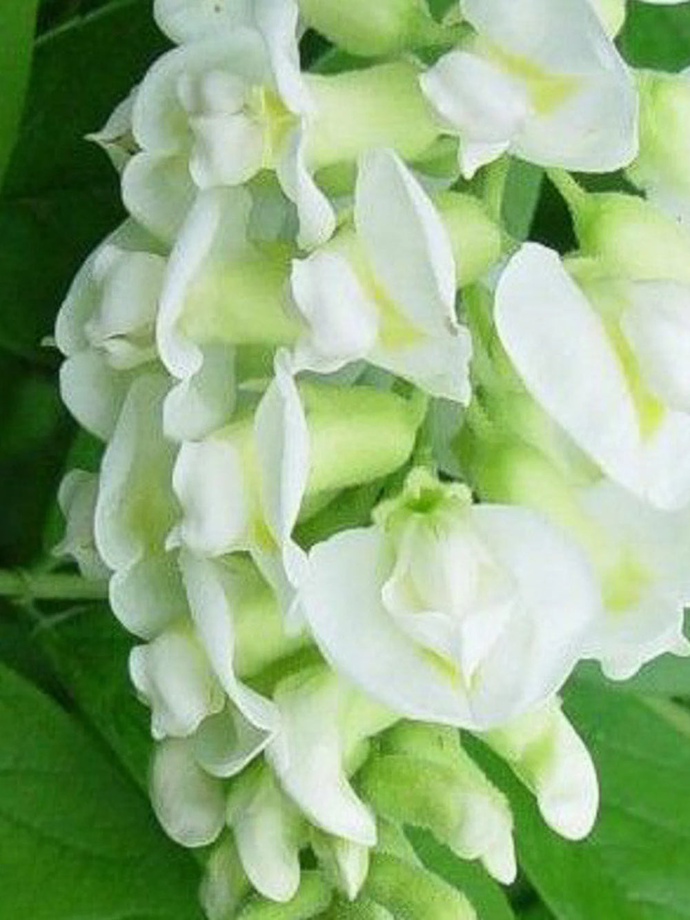 plante ornamentale 399