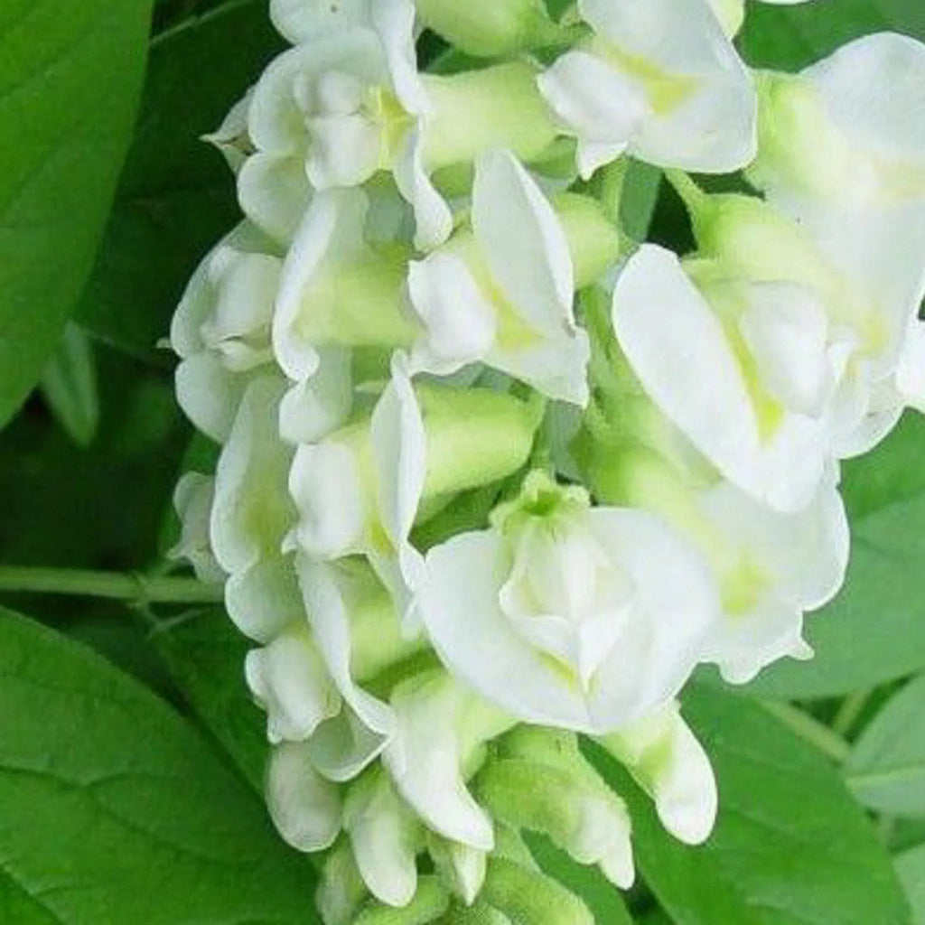 plante ornamentale 399