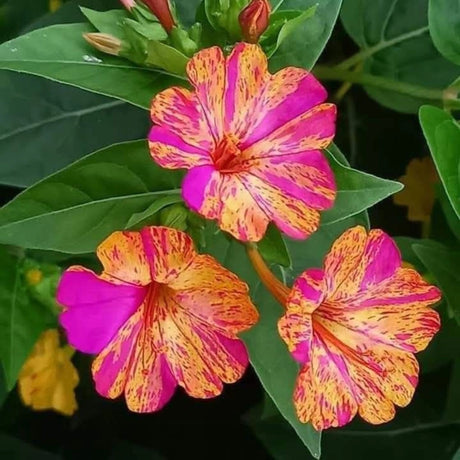 plante ornamentale