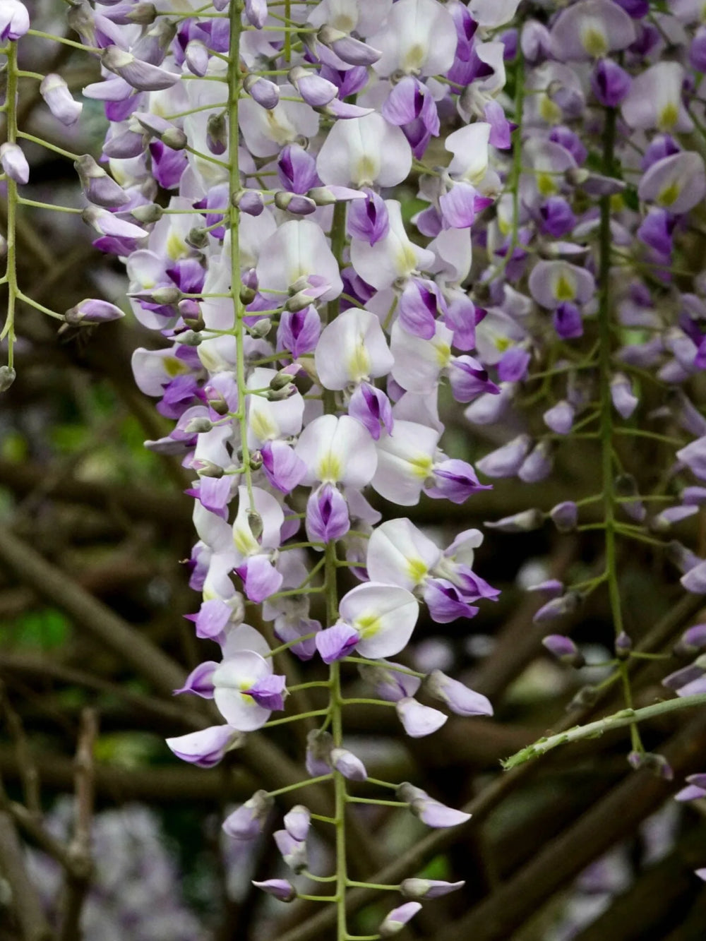 plante ornamentale 400