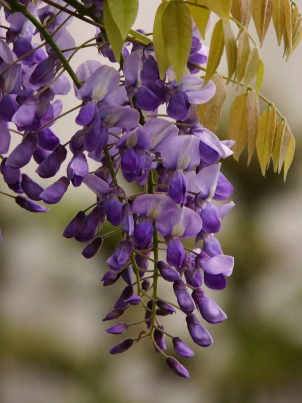 plante ornamentale 401