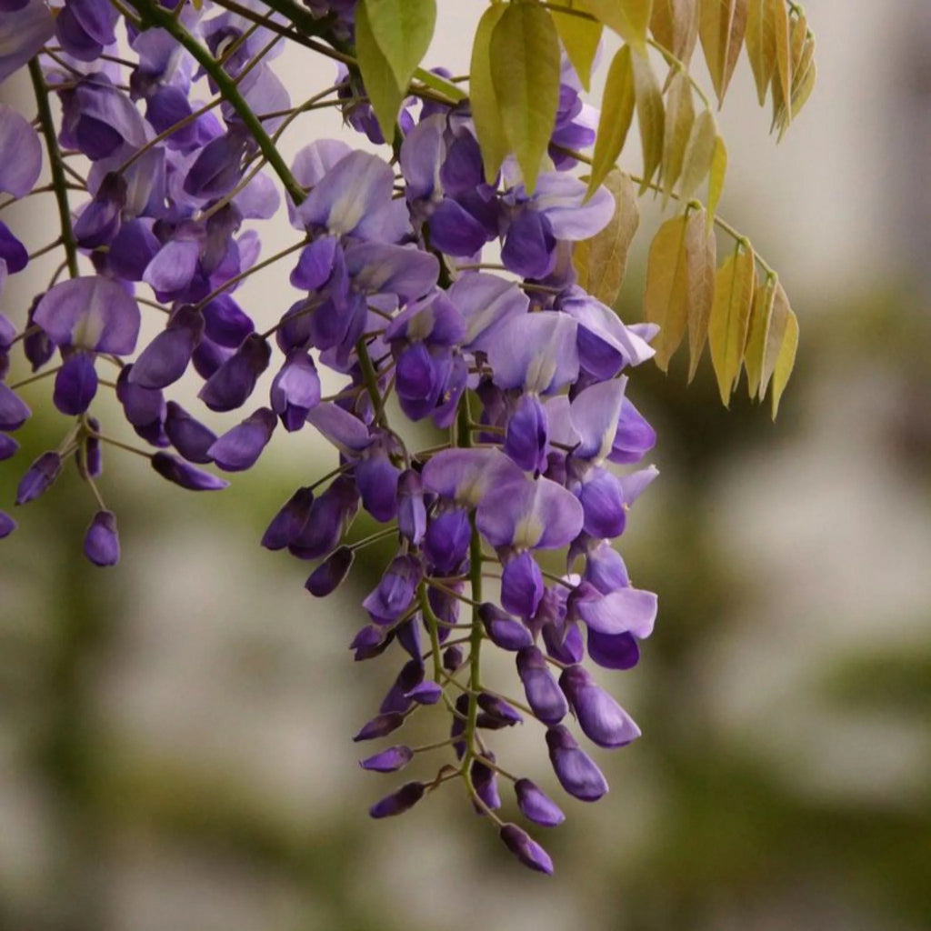 plante ornamentale 401