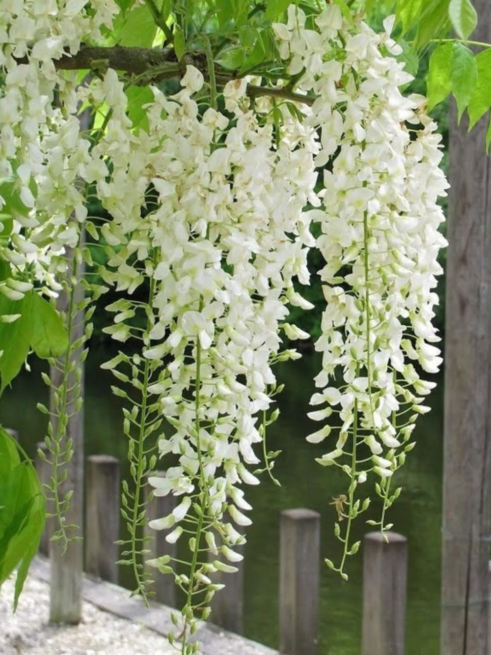 plante ornamentale 402