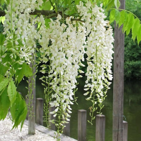 plante ornamentale 402