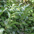 plante ornamentale 420