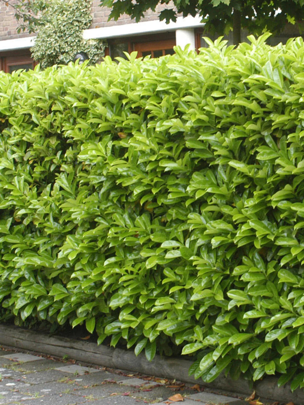 plante ornamentale 421