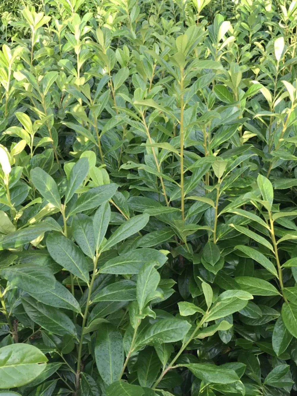 plante ornamentale 422