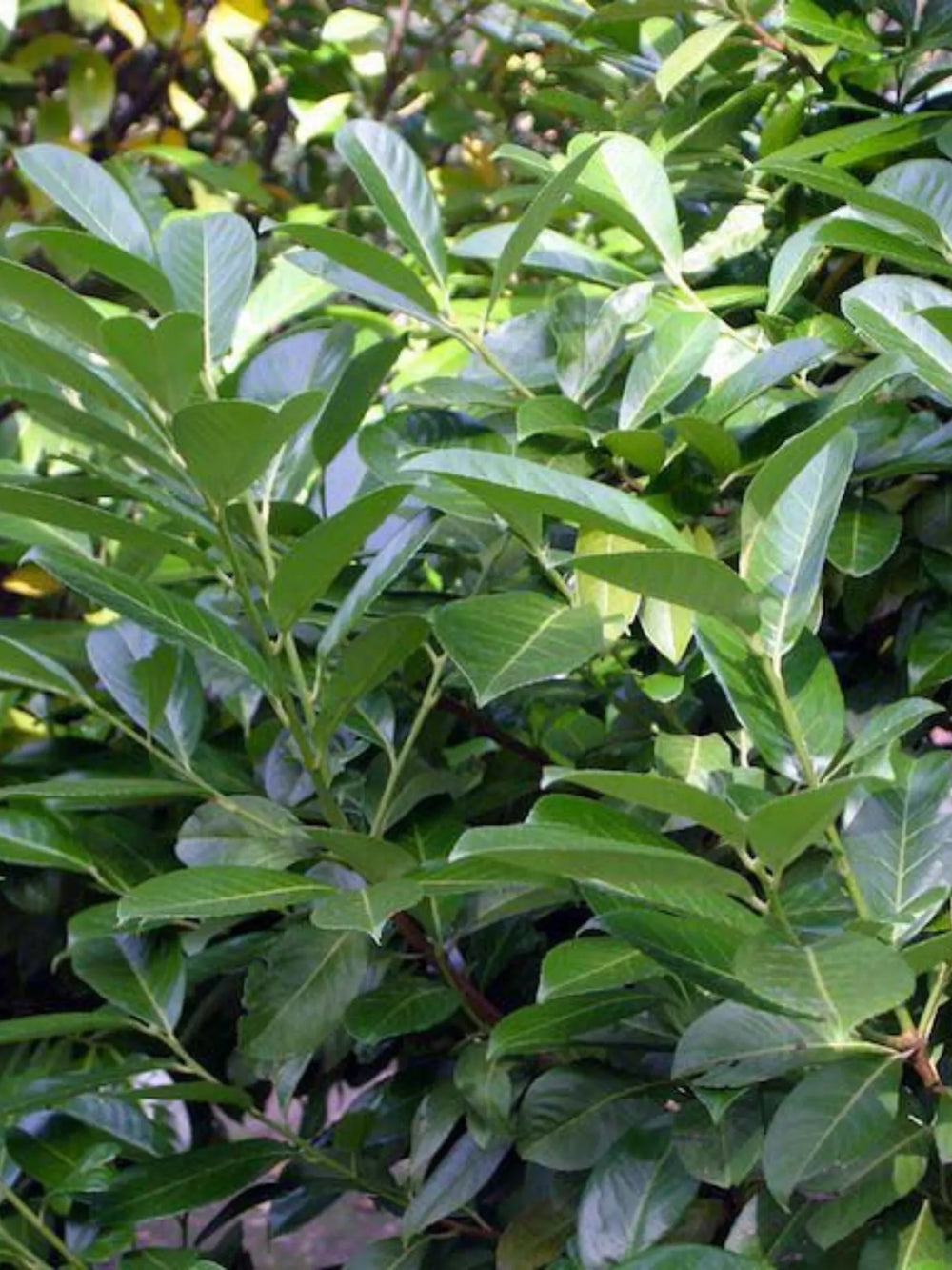 plante ornamentale 423