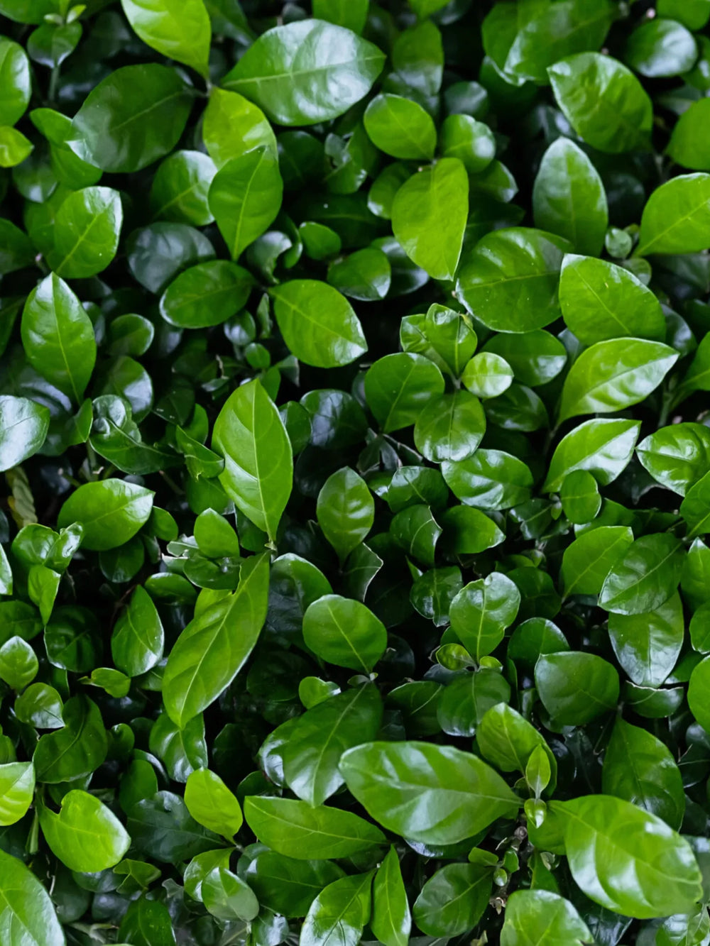 plante ornamentale 424