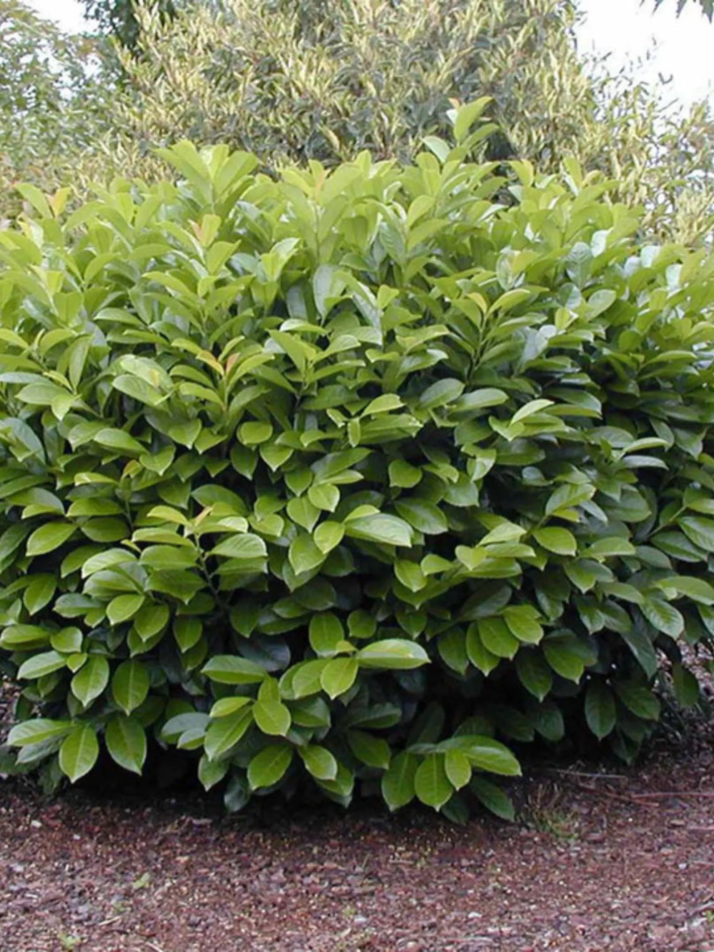 plante ornamentale 425