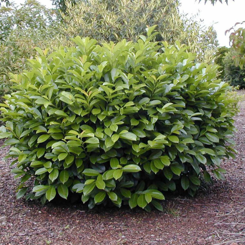 plante ornamentale 425