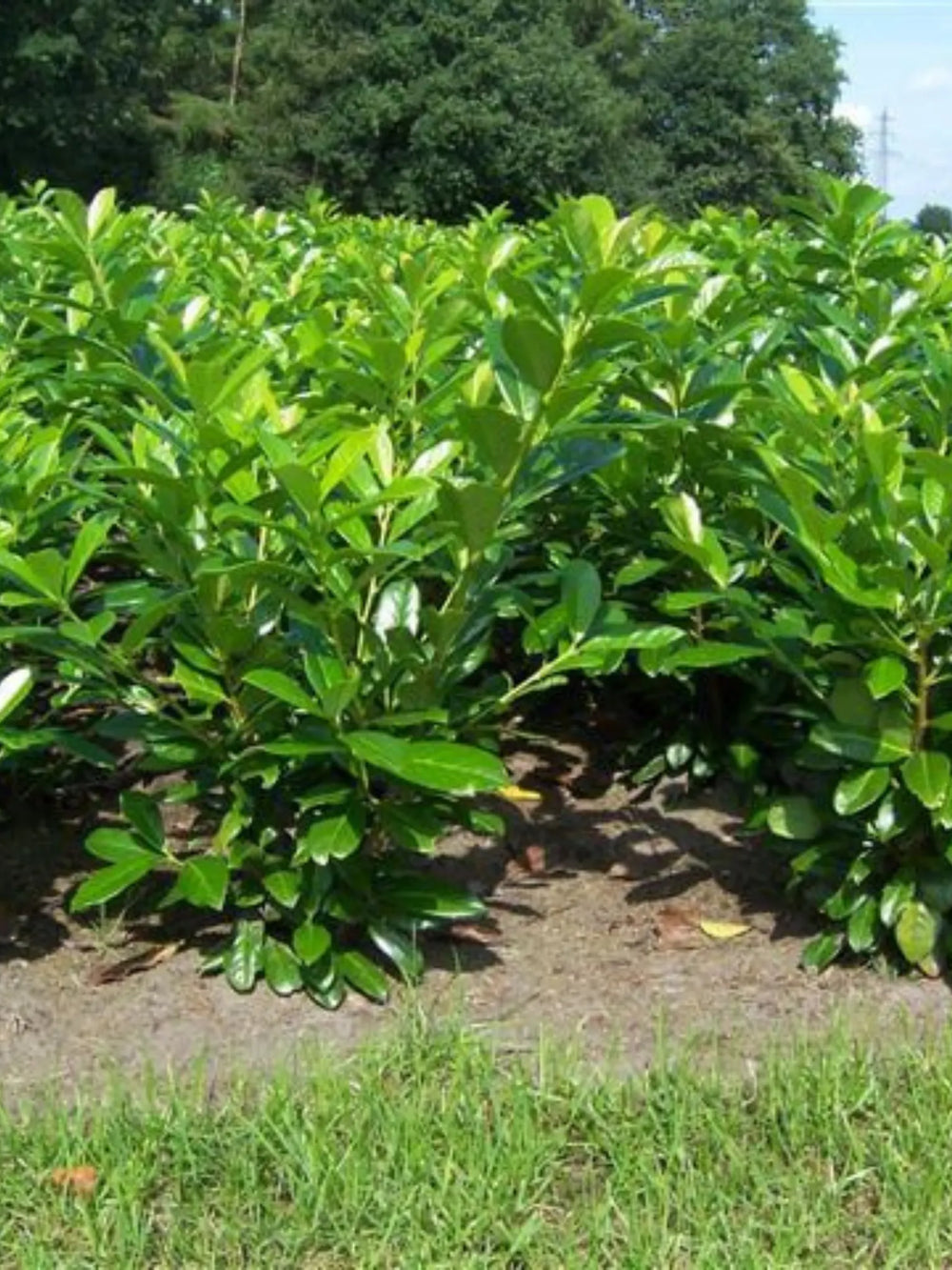 plante ornamentale 426