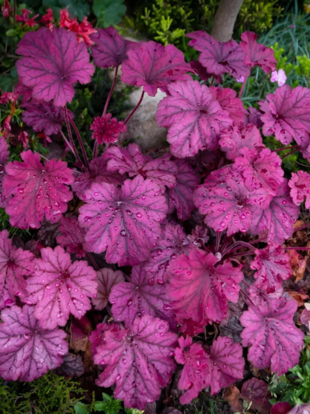 plante ornamentale 429