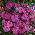 plante ornamentale 429