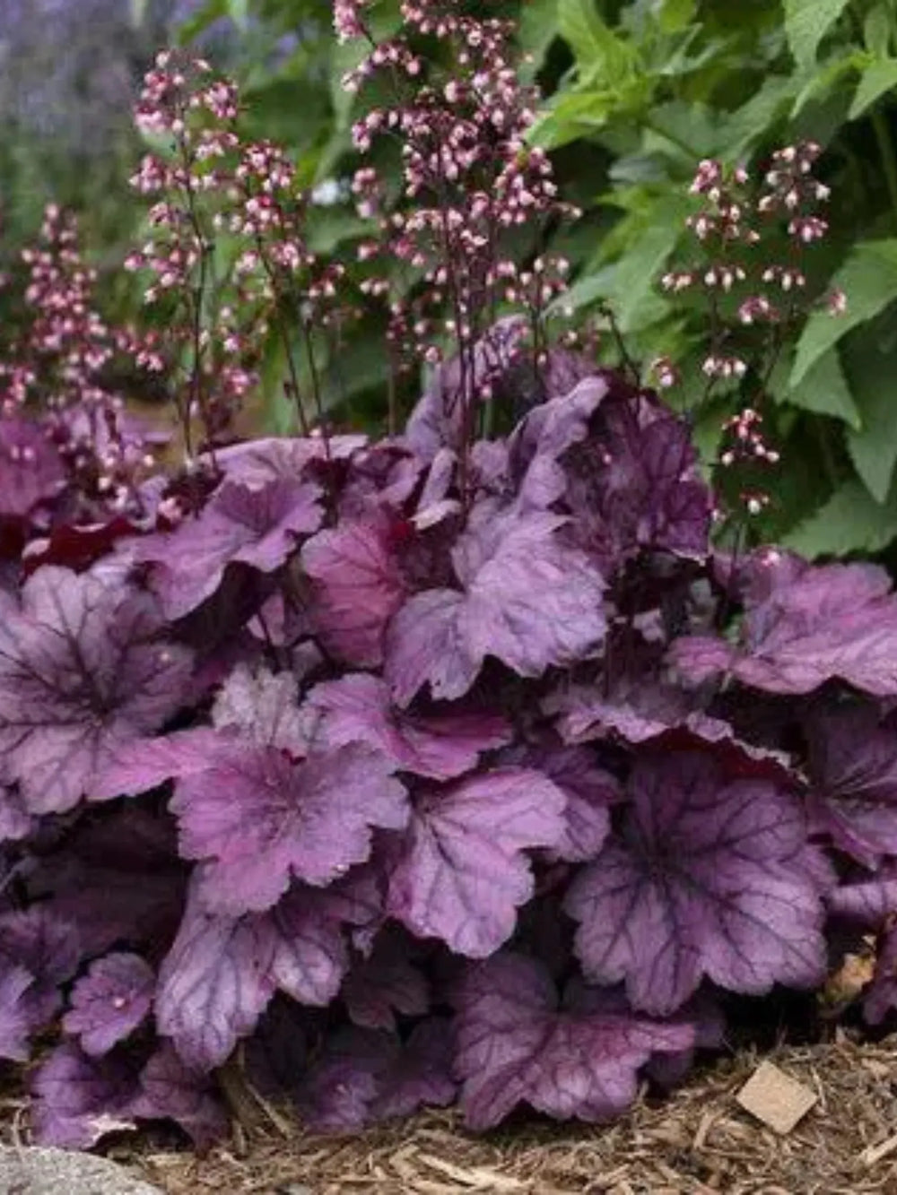 plante ornamentale 430