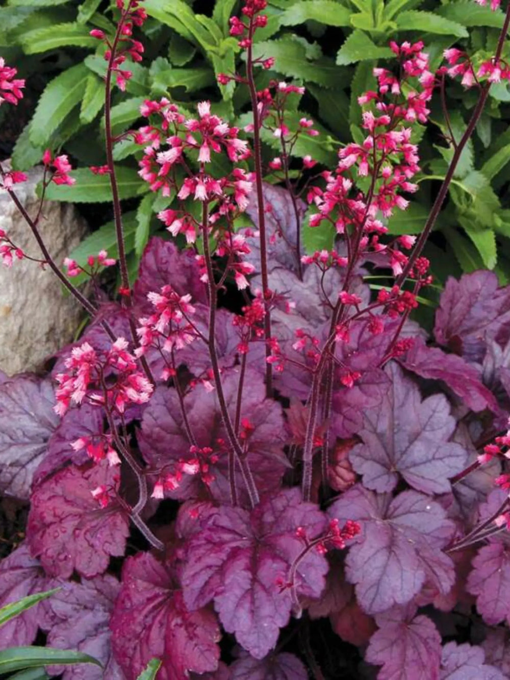 plante ornamentale 431