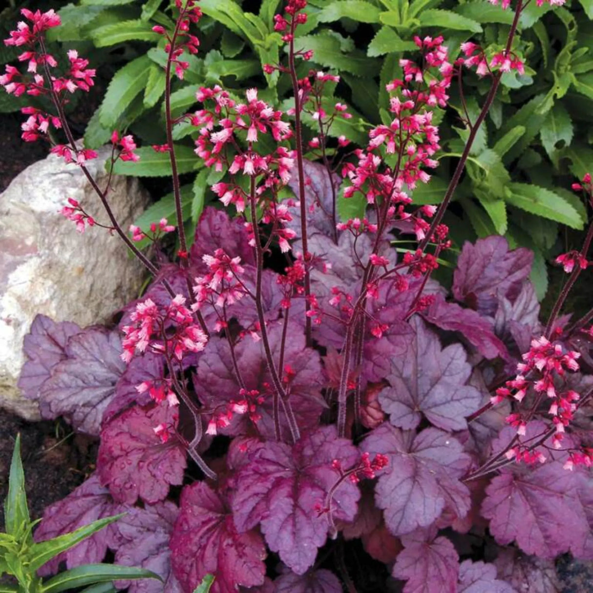 plante ornamentale 431