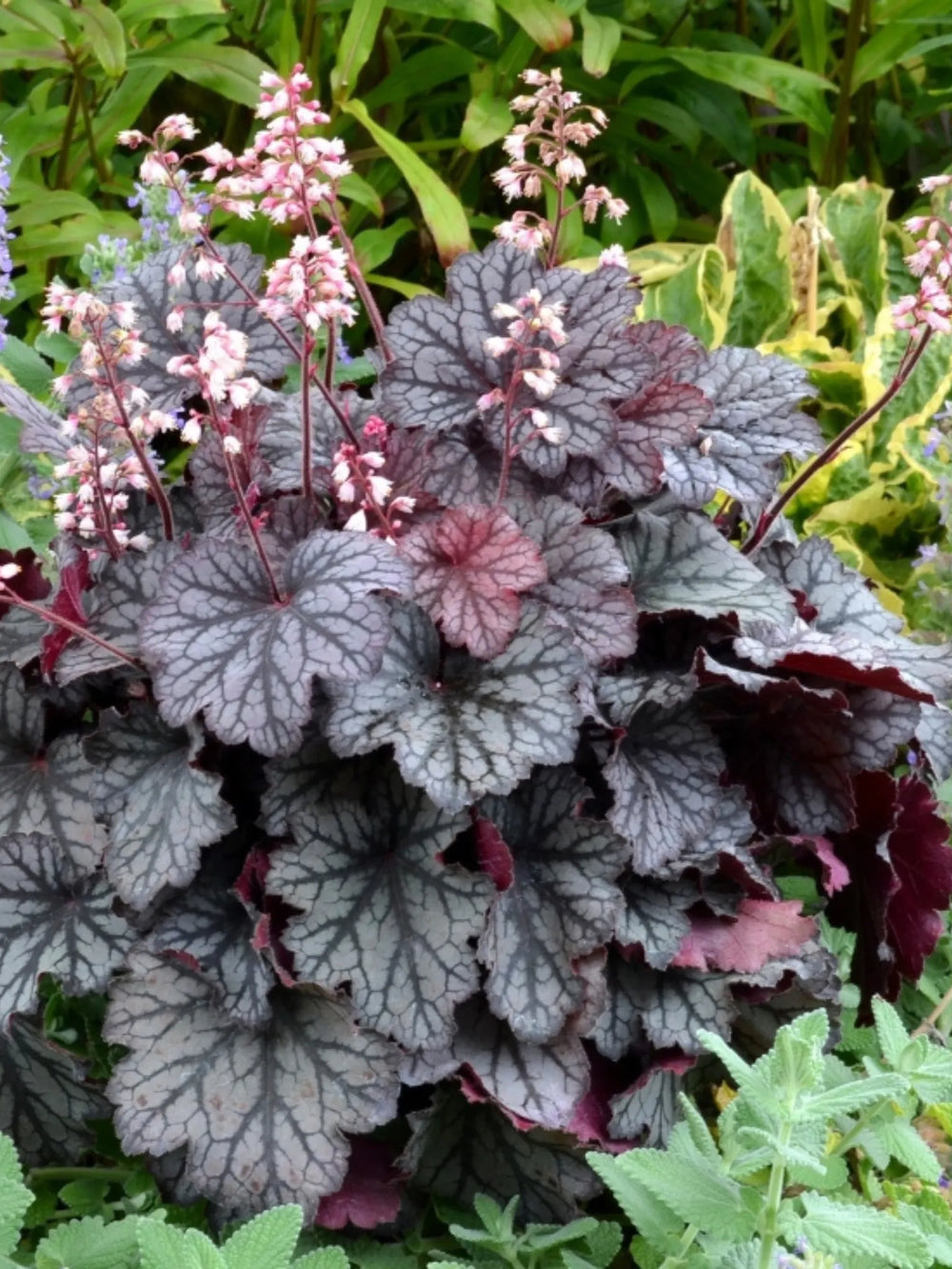 plante ornamentale 432