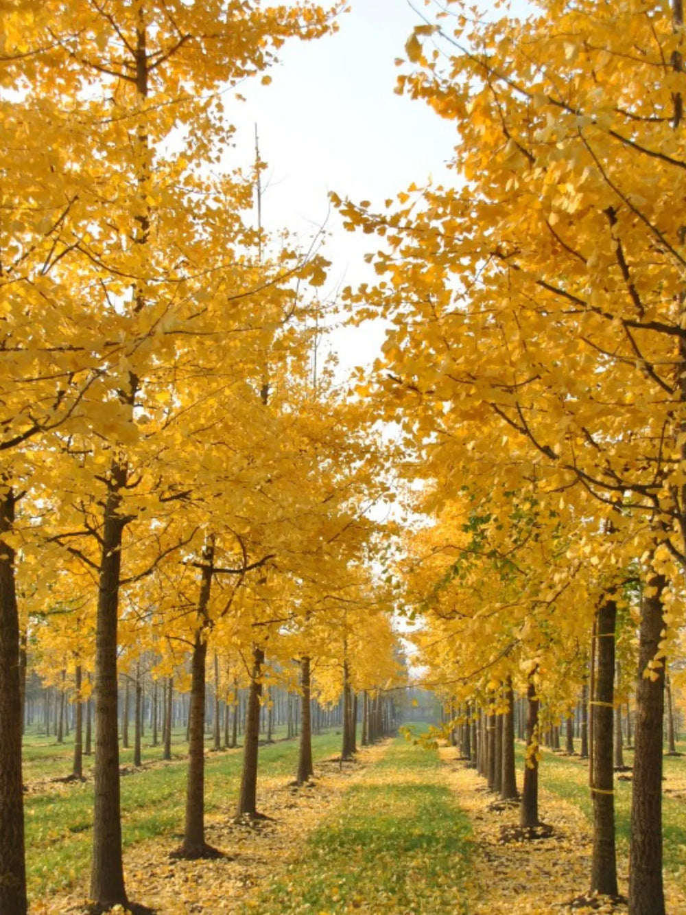 plante ornamentale 433