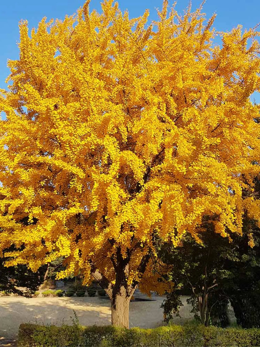 plante ornamentale 434