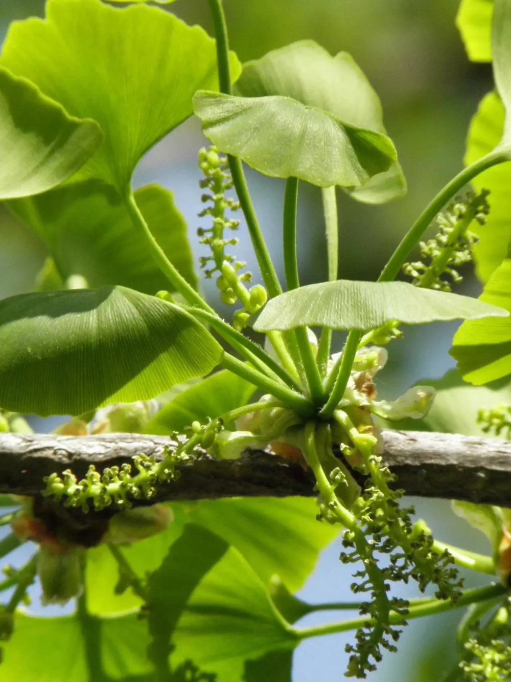 plante ornamentale 435