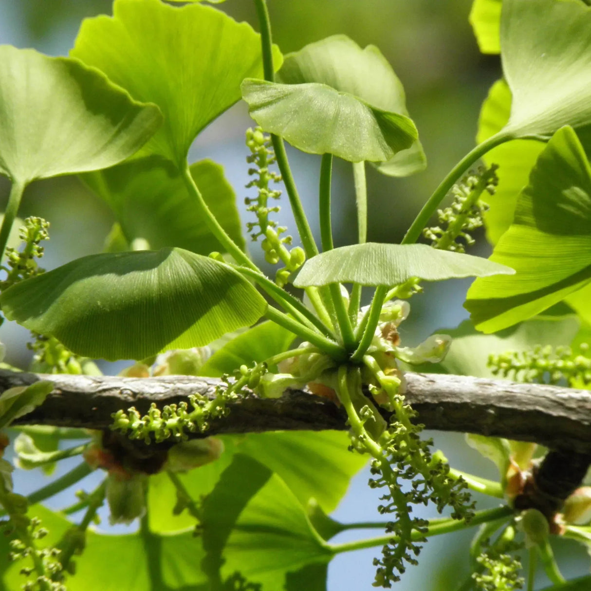 plante ornamentale 435